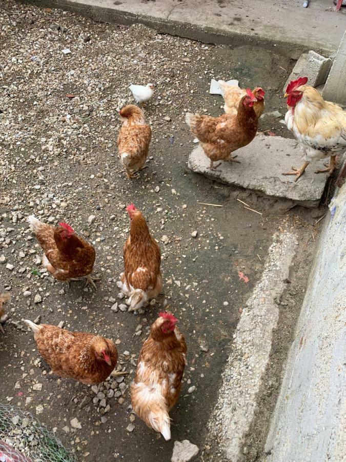 Gite Les Combes Terrasse 01340 Etrez Bresse Vallons Zewnętrze zdjęcie